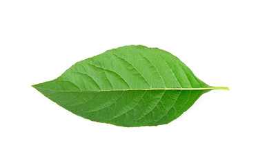 Fototapeta na wymiar Adhatoda vasica or medicinal Basak leaf isolated on white