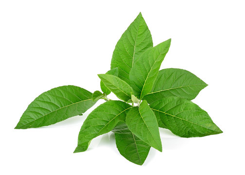 Adhatoda vasica or medicinal Basak leaf isolated on white