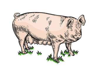 Pig on the grass