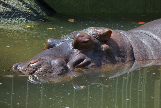 Muzzle of a sleeping Hippo. The Zoo Of Ho Chi Minh City, Vietnam
