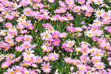 Naklejka premium Daisy