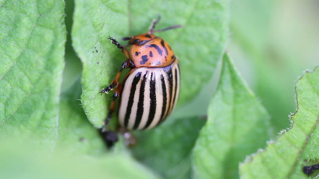 Colorado potato beetle (Leptinotarsa decemlineata)
