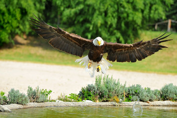 Bald Eagle
