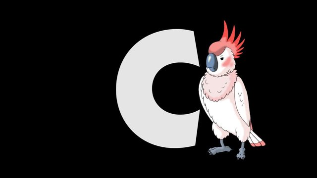 Letter C and Cockatoo (foreground)
Animated animal alphabet. HD footage with alpha channel. Animal in a foreground of letter.
