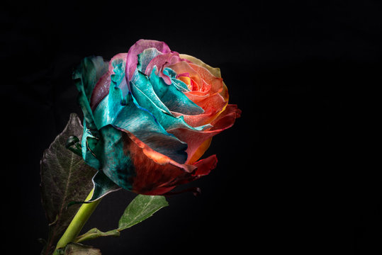 Fototapeta Rainbow Rose, close-up, macro.