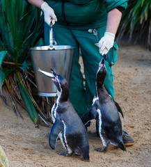 Penguins feeding in zoo