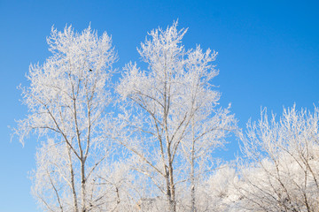  trees covered with snow against the blue and clear sky