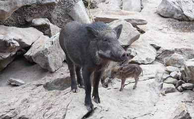 boar