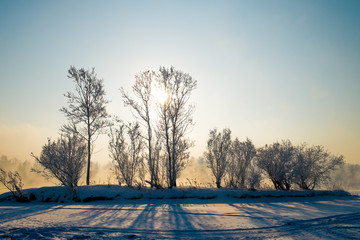 The light of the sun through the tree tops