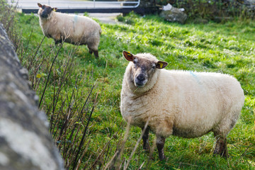 Sheeps on meadow