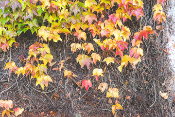 dry roots covered over a concrete wall  texture background.