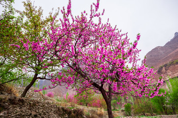 beautiful Landscape of Hunza Valley in Autumn season, Northern Area of Pakistan