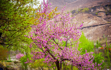 Apricot blossom, Northern Area of Pakistan