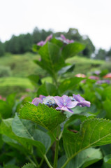 Many blue and purple hydrangea flowers growing in the garden, floral background. 