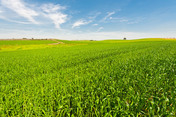 Field in Israel