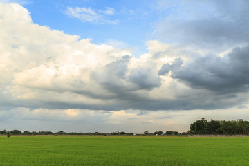 Fototapeta na wymiar Rice field with sky