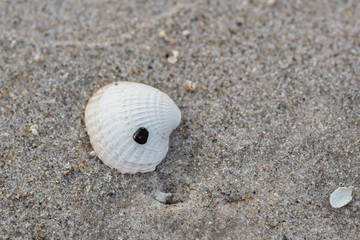 muschel am strand