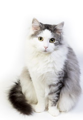 Siberian cat, portrait on a white background