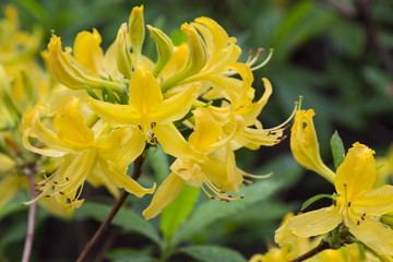 Flowers yellow rhododendron in the  Minsk a botanical garden