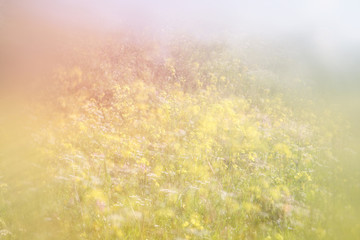 Fototapeta na wymiar abstract dreamy photo of spring meadow with wildflowers. vintage filtered image. selective focus 