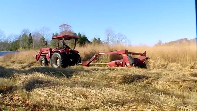 Switchgrass is grown and harvested as a biomass feedstock.