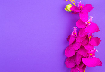 Fuchsia orchid on a purple background flower