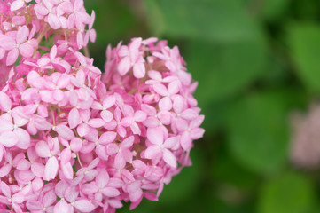 Beautiful hydrangeas in a Japanese garden in Kyoto. 