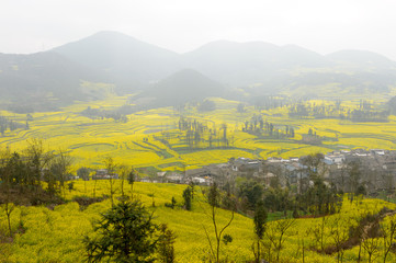 Yellow rapeseed flower field in Luoping, China