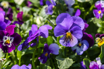 Fototapeta premium Pansy Viola tricolor