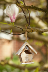Little Birdhouse in Spring magnolia flower tree