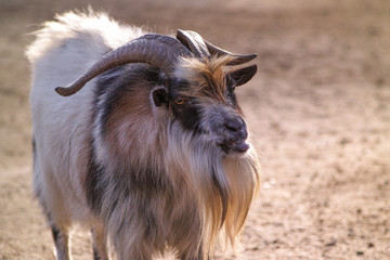 Goat with backlight