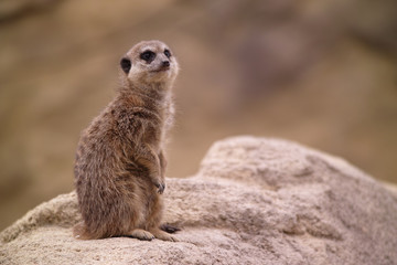 meercat is watching