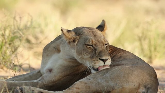 Close-up of a lioness (Panthera leo) grooming herself, Kalahari desert, South Africa