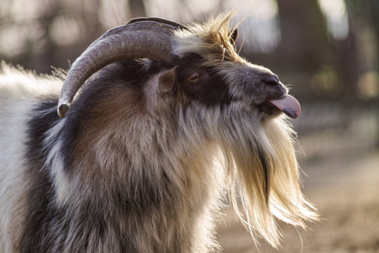 Goat with backlight