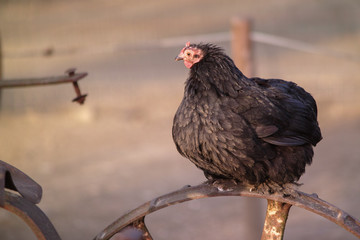 black chicken sitting