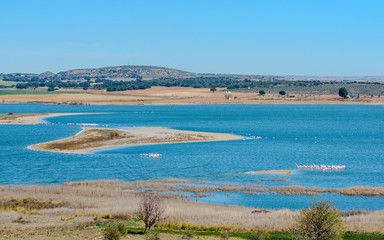 Island in the lagoon of flamingos