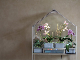 Orchidee © #moreideas