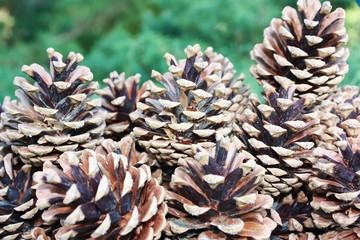 pine cones