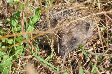 Hedgehog mammal