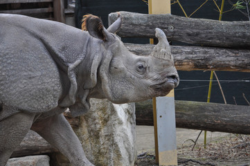 Rhinoceros mammal animal