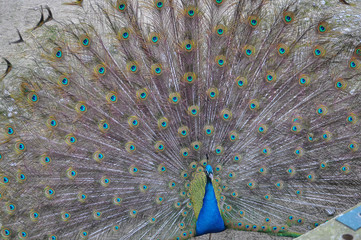Peacock bird animal