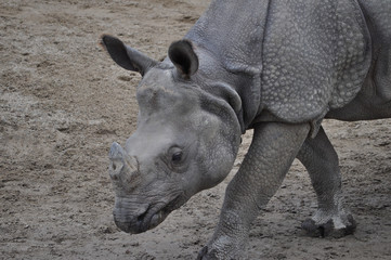 Rhinoceros mammal animal