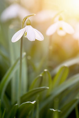 Snowdrops blooming in sunny day. Spring has arrived.
