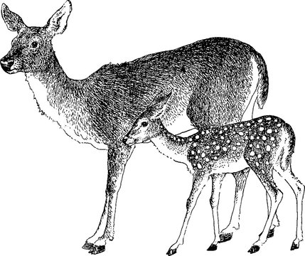 Fototapeta Vintage drawing deer
