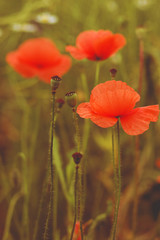 wild poppy flower on field