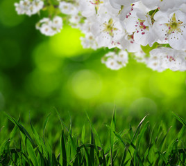 Obraz na płótnie Canvas Spring blossom with soft blur background