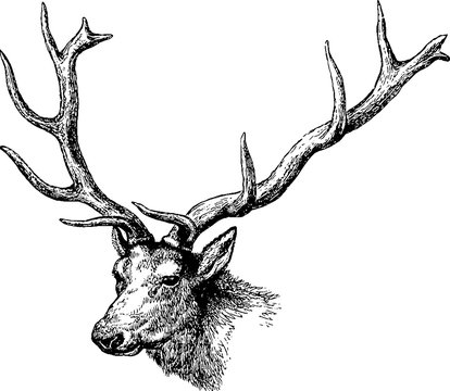 Vintage drawing deer