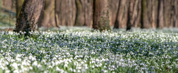 Forest full of snowdrop flowers in spring season.
