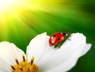Ladybug and flower