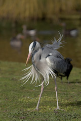 Grey Heron, Ardea cinerea